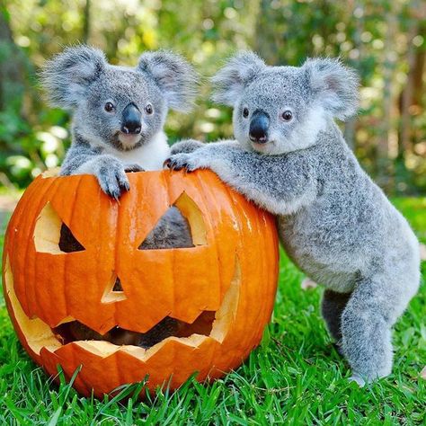 More un-spooky Halloween Spirit! #happyhalloween 📷 The Wombats, Koala Bears, Baby Koala, Koala Baby, Australian Animals, Sweet Animals, Koala Bear, 귀여운 동물, Cute Funny Animals