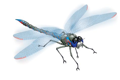 Giant Dragonfly Nymph - Monsters - Archives of Nethys: Pathfinder 2nd Edition Database Giant Dragonfly, Gossamer Wings, Blue Dragonfly, Life Stages, Dragonflies, Fantasy World, Building, Design