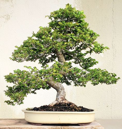 Bonsai Chinese Elm, Meditation Ideas, Chinese Elm Bonsai, Elm Bonsai, Tree Types, Bonsai Tree Types, Indoor Bonsai Tree, Juniper Bonsai, Succulent Garden Design