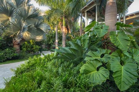 Tropical Landscaping - Elephant ear plants and various types of palms create a lush, tropical landscape Garden Landscaping Design Ideas, Tropical Landscape Design, Tropical Garden Design, Tropical Backyard, Backyard Pool Landscaping, Garden Landscape Design, Tropical Landscaping, Landscaping Plants, Garden Cottage