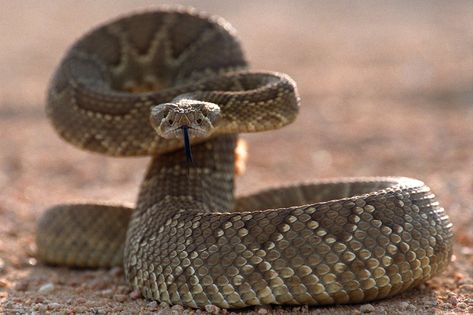 Mojave Rattlesnake, Rattlesnake Bites, Snake Facts, Rattle Snake, Types Of Snake, Toddler Biting, Pit Viper, Snake Venom, Dog Safety