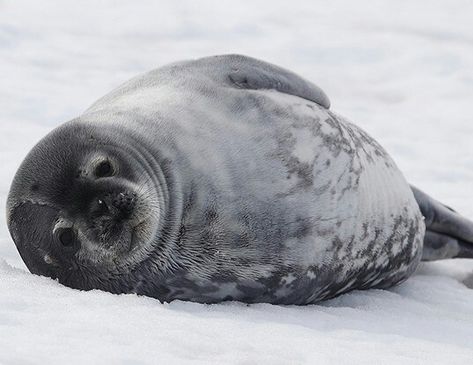 Weddell Seal, Leopard Seal, Cute Seals, Baby Seal, Sea Lion, Cutest Thing Ever, New Pictures, Seals, Make You Smile