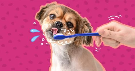 How To Brush Your Dog's Teeth (And How Often) - DodoWell - The Dodo Brushing Dogs Teeth, Dental Infection, Dental Decay, Dog Toothpaste, Dental Treats, Dog Toothbrush, Periodontal Disease, First Tooth, Dog Teeth