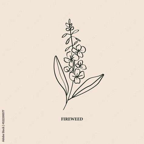 Download Line art fireweed illustration. Botanical logo Stock Vector and explore similar vectors at Adobe Stock. Fireweed Drawing, Fireweed Tattoo, River Song Costume, Fireweed Flower, River Songs, Botanical Logo, Illustration Botanical, Bullet Journal Ideas Templates, Art Chair