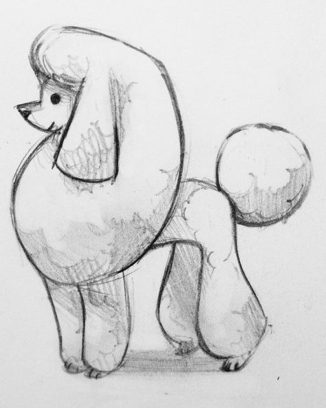 Poodle sketch Poodle Character Design, Toy Poodle Drawing, Puddle Drawing, Poodle Sketch, Cartoon Poodle, Poodle Illustration, Teddy Bear Sketch, Dog Logos, Tattoos Sketches