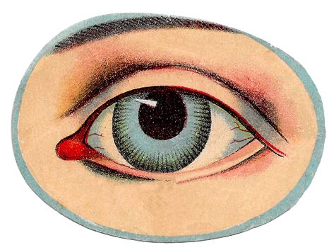 Unique, vintage medical human anatomy illustrations of the eye, hand, and head with skeleton images. Anatomy Images, Eye Anatomy, Eye Illustration, Oldest Human, Vintage Medical, Antique Images, Human Eye, Medical Illustration, Anatomy Art