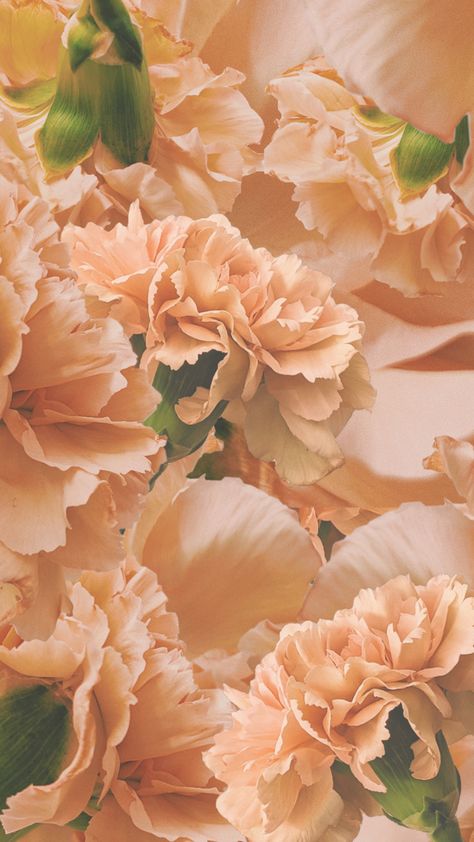 Carnation Wallpaper Aesthetic, Beautiful Carnations, Peach Carnation, Aesthetic Flower Wallpaper, Cream Pastel, Wallpaper Beautiful, Flower Wallpapers, Peach Cream, Ipad Background