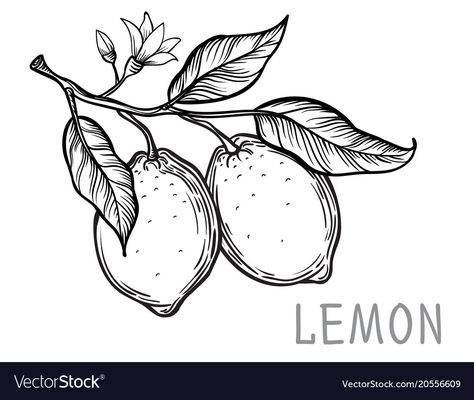 Vintage lemon tree sketch Royalty Free Vector Image Lemon Tree Drawing, Draw Lemon, Tree Drawing Easy, Lemon Drawing, Fruit Tattoo, Tree Sketch, Tree Sketches, Vintage Drawing, Hand Drawn Illustration