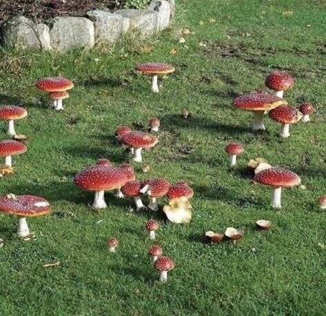 Aesthetic Mushrooms, Rosé Core, Mushroom Core, Cottagecore Mushroom, Photography Autumn, Fairycore Aesthetic, Dream Photography, Mushroom House, Cottagecore Aesthetic