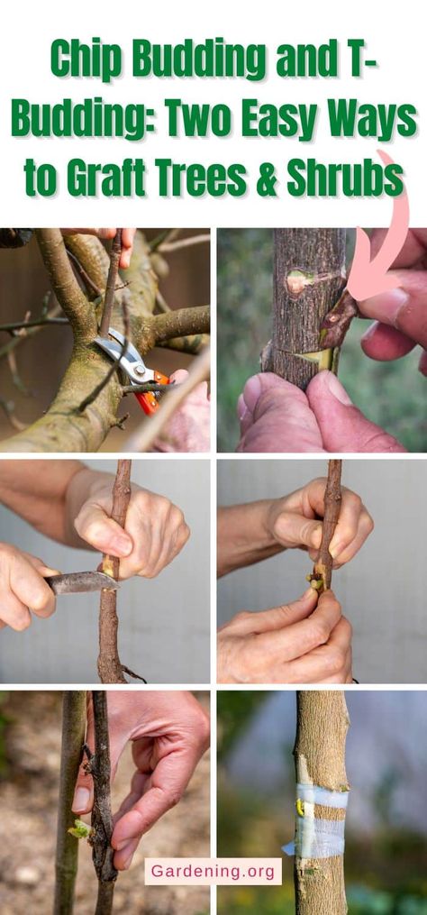 Grafting Trees, Grafting Fruit Trees, Grafting Plants, Orchard Tree, Growing Fruit Trees, Growing Fruit, Propagating Plants, Trees And Shrubs, Fruit Trees