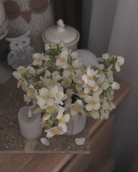 🤍🤍 . . . #jasmines #aesthetic #floweraesthetic #jazmin #joy #jasmine #flowersofinstagram #flowerstagram #fleur #simplethings #thelittlethings #gelsomino #softness Jasmine Flower Aesthetic Vintage, Flower Jasmine, Jasmine Flower Aesthetic, Jasmine Flowers, Jasmine Aesthetic, Jasmine Flower, Plant Aesthetic, Aesthetic Vintage, Drawing Base