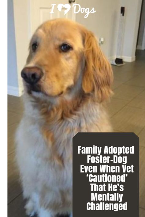 Family Adopted Foster-Dog Even When Vet ‘Cautioned’ That He’s Mentally Challenged Dogs For Adoption Near Me, Physically Healthy, Golden Retriever Rescue, Foster Dog, Adoptive Family, A Golden Retriever, Dogs For Adoption, Foster Home, Dog Parents