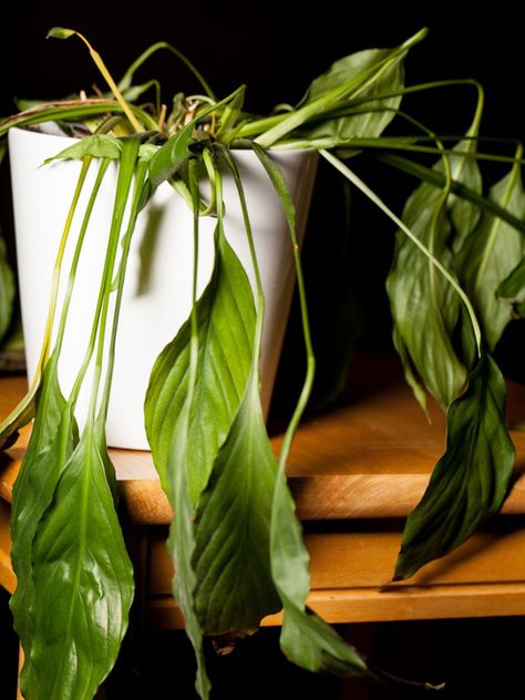 Drooping Peace Lily Plants: Tips On How To Revive A Wilting Peace Lily Overwatering Plants, Peace Lily Plant Care, Lilly Plants, Peace Lily Care, Peace Plant, Lily Plant Care, Peace Lillies, Gardenia Plant, Common House Plants