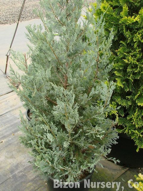 Wichita Blue juniper trees have an attractive broad-pyramid form that works well in a screen or hedge. With gorgeous silver-blue foliage all year long, these cultivars turn heads wherever they are planted. For more Wichita Blue juniper information, click here. Wichita Blue Juniper Landscaping, Wichita Blue Juniper, Georgia Gardening, Juniper Shrub, Juniper Plant, Blue Juniper, Cedar Plant, Land Scaping, Types Of Shrubs