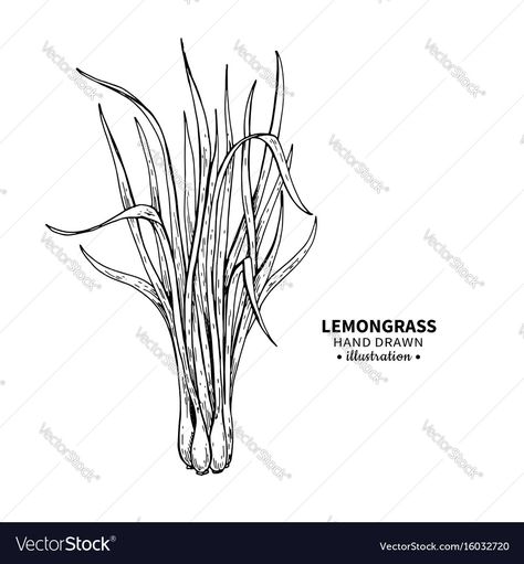 Lemon Grass Drawing, Grass Drawing, Fruit Tattoo, Organic Essential Oils, Vector Drawing, Line Illustration, Sketch Drawing, Wooden Spoons, Lemon Grass