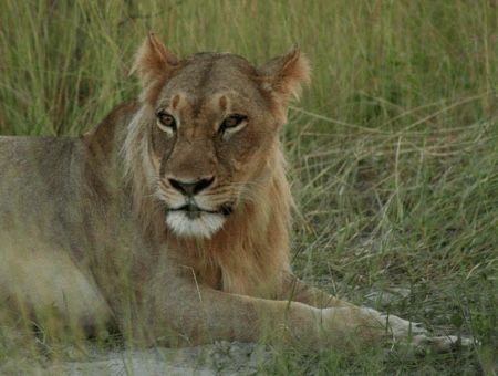 Maned Lioness, Lioness England, Lioness Arising, Lioness Protecting Lion, Lioness Growling, Live Animals, Animal Photo, Big Cats, Wild Cats