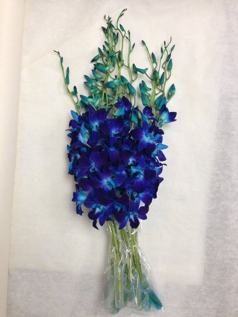 Blue Dyed Dendrobium Orchids Floral Shoot, Blue Dendrobium Orchids, Galaxy Wedding, Blue Hydrangea Flowers, 10 Flowers, Black Thumb, Renewal Wedding, Flower Identification, Dark Blue Flowers