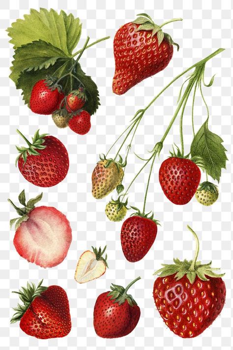 Strawberries Illustration, Strawberry Illustration, Strawberry Drawing, Strawberry Png, Strawberry Art, Food Doodles, Fruit Vector, Stickers Png, Vintage Strawberry