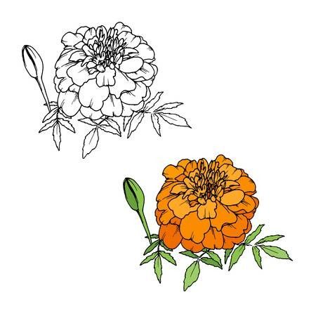 Marigold Vector, Flower Tat, Mexican Day Of The Dead, Gladiolus Flower, Line Art Images, Tattoo Outline Drawing, Birth Flower Tattoos, Flower Art Drawing, Marigold Flower