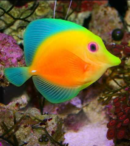 Tang fish - ocean life - colored fish Tang Fish, Creaturi Mitice, Blue Tang, Creature Marine, Pretty Fish, Reef Fish, Fauna Marina, Salt Water Fish, Ocean Nature