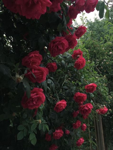 Red Floral Aesthetic, Roses In Rain, Reem Core, Rose Garden Aesthetic, Rose Flowers Aesthetic, Hadestown Aesthetic, Red Roses Aesthetic, Rainy Nature, Aesthetic Rain