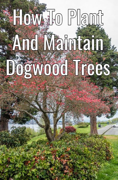 Dogwood Tree Landscaping, Pink Dogwood Tree, Spring Blooming Trees, Low Maintenance Landscaping Front Yard, Dogwood Tree, Landscaping Trees, Farmhouse Landscaping, Dogwood Trees, Blooming Trees