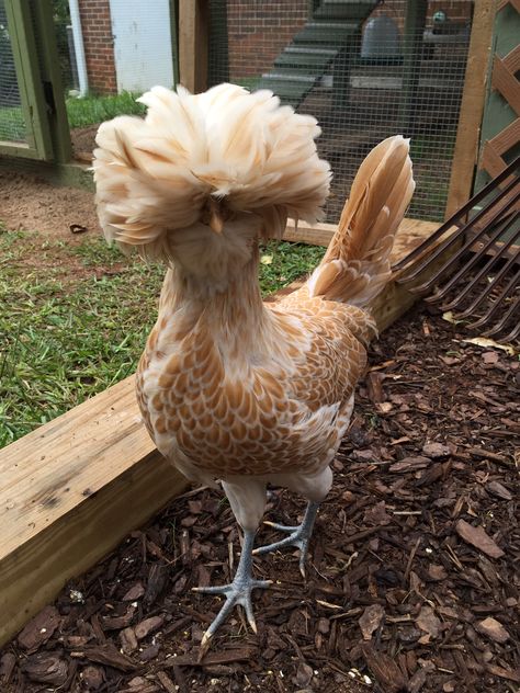 Buff Polish Chicken, Buff Laced Polish Chickens, Buff Laced Polish, Polish Chickens Breed, Polish Chickens, Chicken Facts, Urban Chicken Farming, Polish Chicken, Walk In Chicken Coop