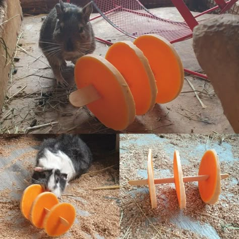 Porcupine Enrichment, Zoo Animal Enrichment, Rodent Enrichment, Lemur Enrichment, Rat Enrichment, Diy Rat Toys, Zoo Enrichment, Kebab Sticks, Guinea Pig Diy