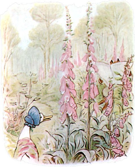 Waddling along the Old Coach Road, Jemima thought she rather fancied nesting near a tree-stump amongst some tall fox-gloves. But danger was lurking! Can you see what the danger is? From the Tale of Jemima Puddle-Duck by Beatrix Potter.  TAGS/KEYWORDS: Jemima Puddle-Duck, forest, Mr. Fox, nest, foxgloves, lead astray, Beatrix Potter, protect, eggs, con-artist, thief, peter rabbit and friends, Jemima Puddle Duck, Beatrix Potter Style Illustrations, Tale Of Peter Rabbit, Mrs Tiggywinkle Beatrix Potter, Tales Of Beatrix Potter, Beatrix Potter Jemima Puddleduck, Beatrix Potter Illustrations, Beatrix Potter Book Collection, Cottage Illustration