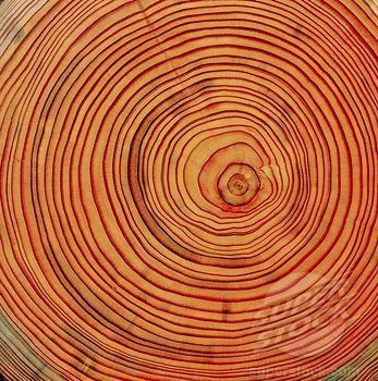 tree rings | wood, cross section, larch trunk, annual rings, tree, trunk… Trunk Rings, Epic Tattoos, Tree Branch Centerpieces, Bonsai Tree Tattoos, Tree House Interior, Circle Patterns, Tree Plan, Tree Mural, Palm Tree Tattoo