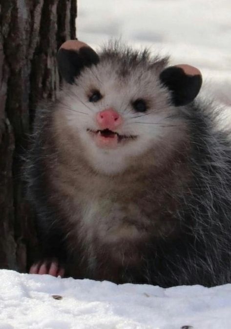 Opossum Pictures, Possum Aesthetic, Possum Screaming, Screaming Possum