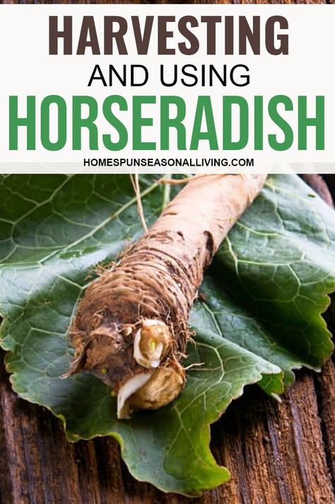 Making Horseradish Homemade, How To Harvest Horseradish, When To Harvest Horseradish, How To Preserve Horseradish Root, Preserving Horseradish, Processing Horseradish, Fresh Horseradish Recipes, Harvesting Horseradish, Harvest Horseradish