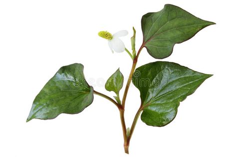 Fish Herb. Branch of houttuynia cordata fish herb with flower #Sponsored , #SPONSORED, #AD, #Herb, #houttuynia, #herb, #Branch Natural Medicine, New Pictures, Plant Leaves, Herbs, Stock Photos, Fish, Plants, Flowers, Green