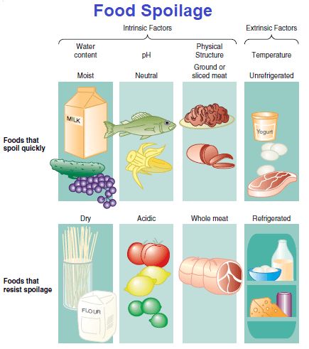 Food Spoilage: Intrinsic and Extrinsic Factors | Microbiology Notes Food Microbiology Notes, Food Microbiology, Microbiology Notes, Food Spoilage, Refrigerator Temperature, Prepared Food, Hamburger Meat, Hygienic Food, Dried Beans