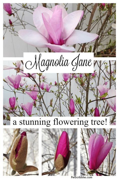 Magnolia Tree Landscaping, Jane Magnolia Tree, Saucer Magnolia Tree, Magnolia Jane, Jane Magnolia, Spring Flowering Trees, Landscaping Trees, Flowering Tree, Magnolia Tree