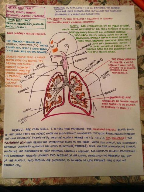 Respiratory tract Gaseous Exchange Notes, Respiration Notes, Respiratory Therapist Student, Physiology Notes, Respiratory Therapy Student, Paramedic Student, Medical Drawings, Basic Anatomy And Physiology, Nurse Study Notes