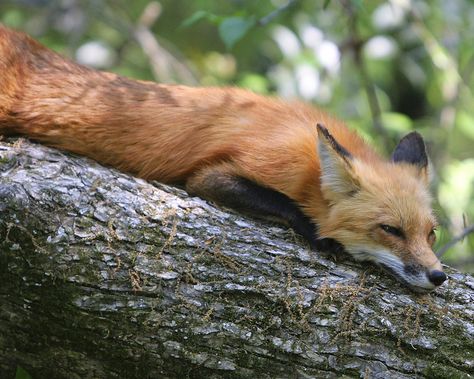 Aww c: . I'm Repinning too many pictures of animals now, haha ... Oh well :p Fox Sleeping, Fantastic Fox, Fabulous Fox, Fox Animal, Fox Spirit, Pet Fox, Wild Dogs, Fox Art, Cute Fox