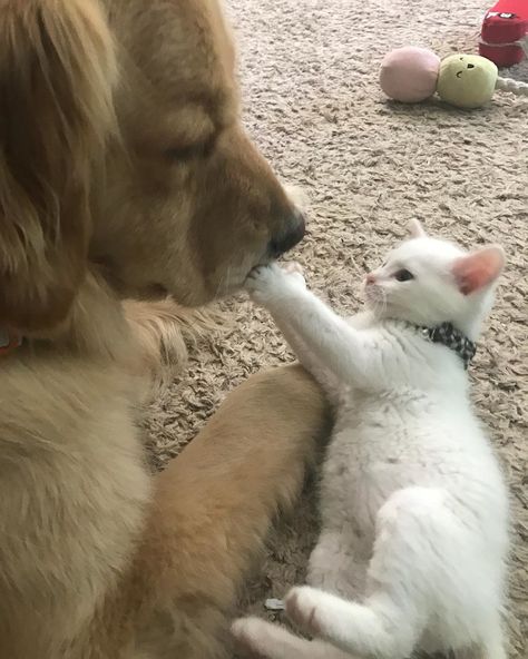 Cat Friends, Friends House, Therapy Dog, Giant Dogs, Animals Friendship, Cute Animal Pictures, Cute Cats And Dogs, Cats And Dogs, Cutie Pie