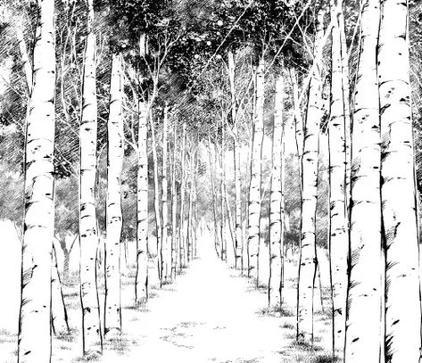 Manga Materials, 자작나무 그림, Forest Sketch, Dramatic Background, Cityscape Drawing, Ink Pen Art, White Birch Trees, Manga Drawing Tutorials, Forest Background