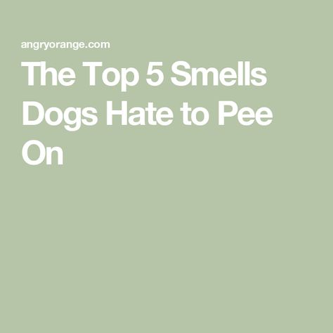 The Top 5 Smells Dogs Hate to Pee On Diy Dog Pee Repellent, Dog Pee Repellent, Dog Pee Smell, Shih Tzu Training, Pet Odor Remover, Pee Smell, Citrus Smell, Amazing Food Hacks, Diy Scent