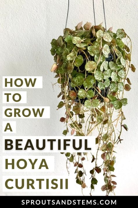 Hoya Care, Hoya Curtisii, Hoya Varieties, Hoya Wayetii Tricolor, Indoor Plant Care Guide, Hoya Endauensis, Hoya Kerrii, Hoya Kerrii Splash, Plant Style