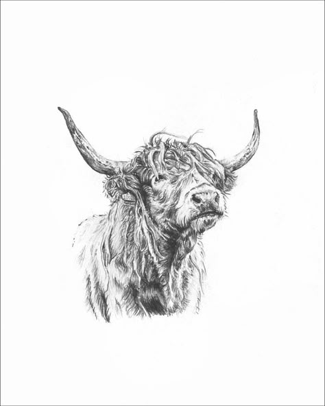 Highland Cow Line Drawing, Scottish Highland Cow Tattoo, Yak Tattoo, Highland Cow Sketch, Highland Cow Drawing, Highland Cow Illustration, Highland Cow Tattoo, Cow Sketch, Scottish Tattoos