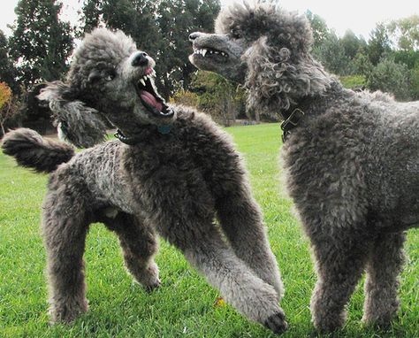 Poodle Haircuts, Funny Poodle, Poodle Haircut, Dog Leash Training, Art Final, Standard Poodles, Horses And Dogs, Funny Dog Pictures, Dog Teeth