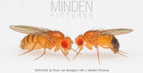 Drosophila Melanogaster, California Institute Of Technology, Fruit Fly, Fruit Flies, California, Stock Photos, Technology, Fruit, Art