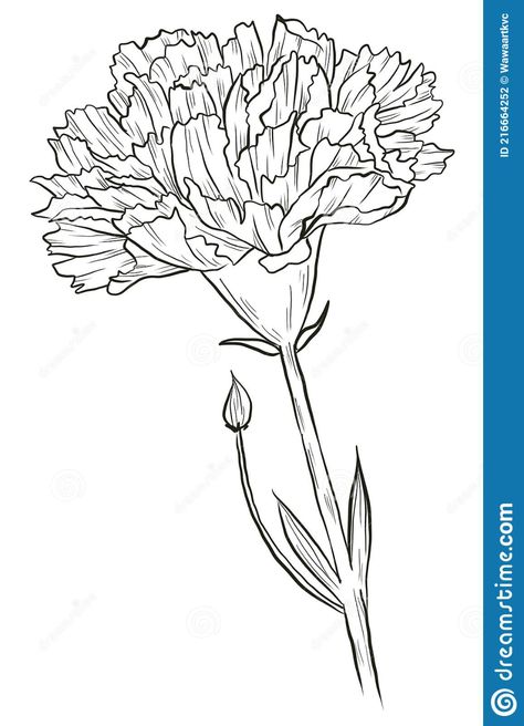 Carnation Flower Sketch, Carnation Flower Simple Drawing, Carnation Drawing Simple, Carnation Line Drawing, White Carnation Drawing, Carnation Illustration, Carnation Drawing, Carnation Flower Botanical Illustration, Flower Nail Designs