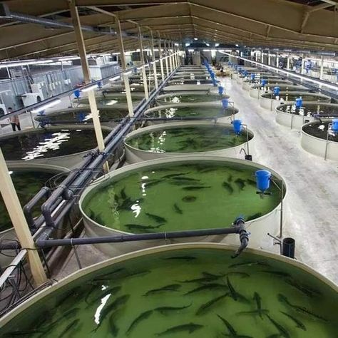 Fish Farming Ponds, Farm Equipment Storage, Best Fish For Aquaponics, Catfish Farming, Aquaculture Fish, Commercial Aquaponics, Greenhouse Farming, Fish Farm, Aquaponics Fish