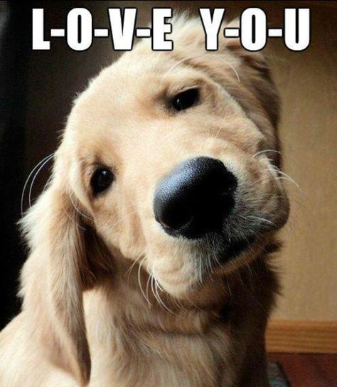 Love You Chien Golden Retriever, Yellow Labs, Head Tilt, A Golden Retriever, Alternative Lifestyle, Cutest Animals, Golden Retriever Puppy, Retriever Puppy, Puppy Dogs