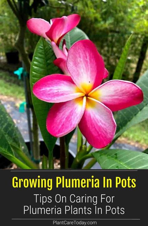 Growing Plumeria in pots or other containers is surprisingly easy. Black nursery containers or other plastic pots are generally preferable to clay-based pots. [DETAILS] Plumeria Plant In Pot, Plumeria Tree In Pot, Plumeria In Pots, Plumeria Plant Care, Pulmaria Plant, Potted Plumeria, Indoor Plumeria, Plumeria Care, Frangipani Tree