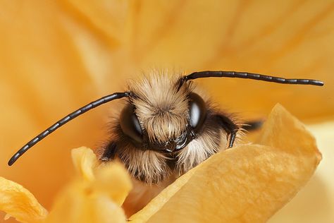 Mason bee Osmia rufa  | Call A1 Bee Specialists in Bloomfield Hills, MI today at (248) 467-4849 to schedule an appointment if you've got a stinging insect problem around your house or place of business! You can also visit www.a1beespecialists.com! Honeycore Aesthetic, Bee Butts, Recipe Korean, Savage Garden, Buzzy Bee, Mason Bees, I Love Bees, Bees And Wasps, Bumble Bees