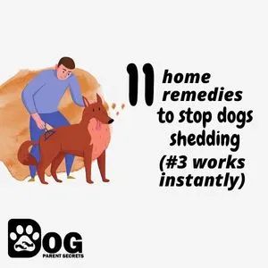 11 Home Remedies To Stop Dogs Shedding (#3 Works Instantly) – Serve Dogs Deshedding Dog Diy, Dog Shedding Remedies, Stop Dog Shedding, Hair Shedding Remedies, Itchy Dog, Dog Remedies, Long Haired Chihuahua, Hair Shedding, Being Honest